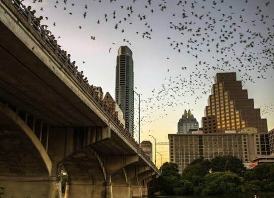 bats