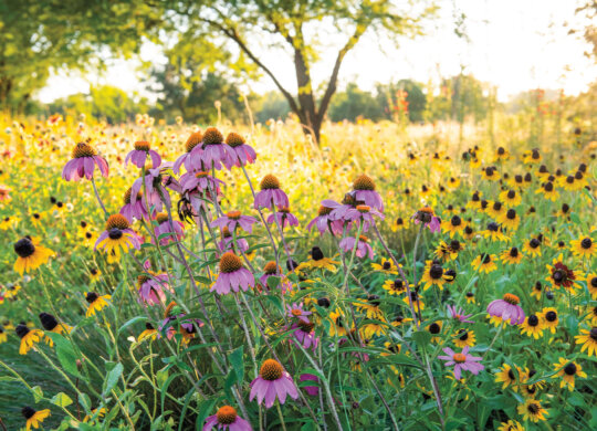 wildflowers